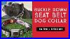 Buckle_Down_Seat_Belt_Buckle_Dog_Collar_Long_Term_Review_01_bg